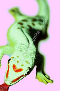 geckocrossrosa 2copy